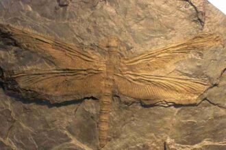 Fóssil: O maior inseto que já existiu era gigante e parecido com a libélula