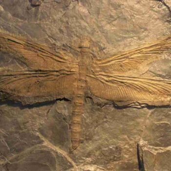 Fóssil: O maior inseto que já existiu era gigante e parecido com a libélula