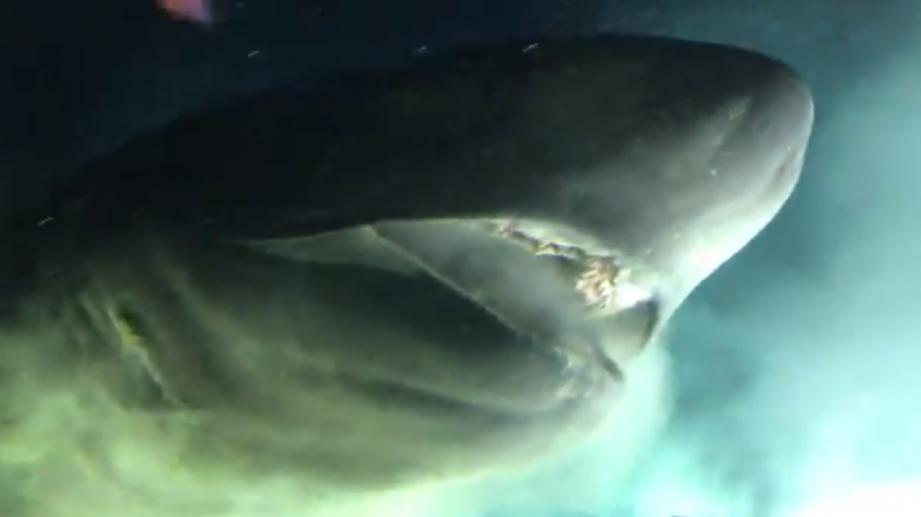 Este incrível tubarão pode crescer até 8 metros de comprimento e geralmente é maior que os grandes tubarões brancos.