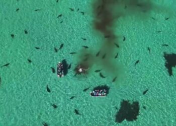 Um quadro estático de imagens de drone mostram 
tubarões-tigre se alimentando com uma carcaça de baleia-jubarte, filmado pela empresa de turismo australiana Eco Abrolhos em 20 de maio. (Imagem: © Eco Abrolhos)