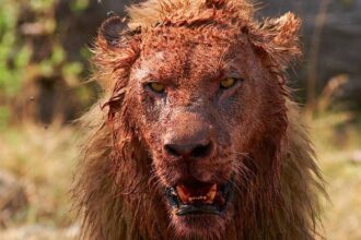 caçador é comido por leões