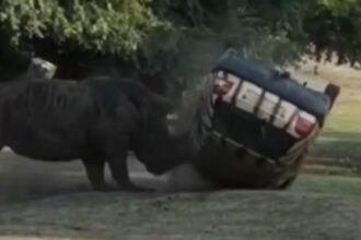 rinoceronete ataca carro