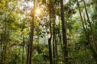 Biodiversidade brasileira