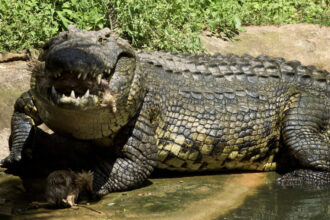 Crocodilo 3