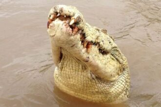 Crocodilo albino