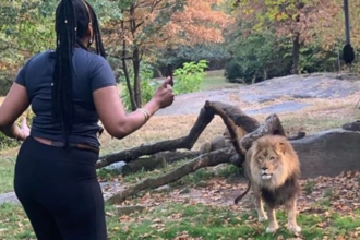 Mulher pula barreira e começa a dançar na frente de leão