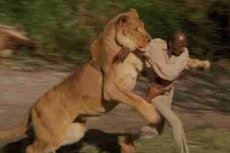 lion attack videos on humans lion attacks human eating man ngc bbc south africa