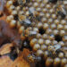 Algumas abelhas que cuidam da prole são capazes de produzir calor em seu tórax, contraindo a musculatura e armazenando gordura no abdome. Na imagem, operárias no ninho da espécie Melipona scutellaris, a uruçu-nordestina – Foto: Cícero R. C. Omena via Wikimedia Commons / CC BY 2.0