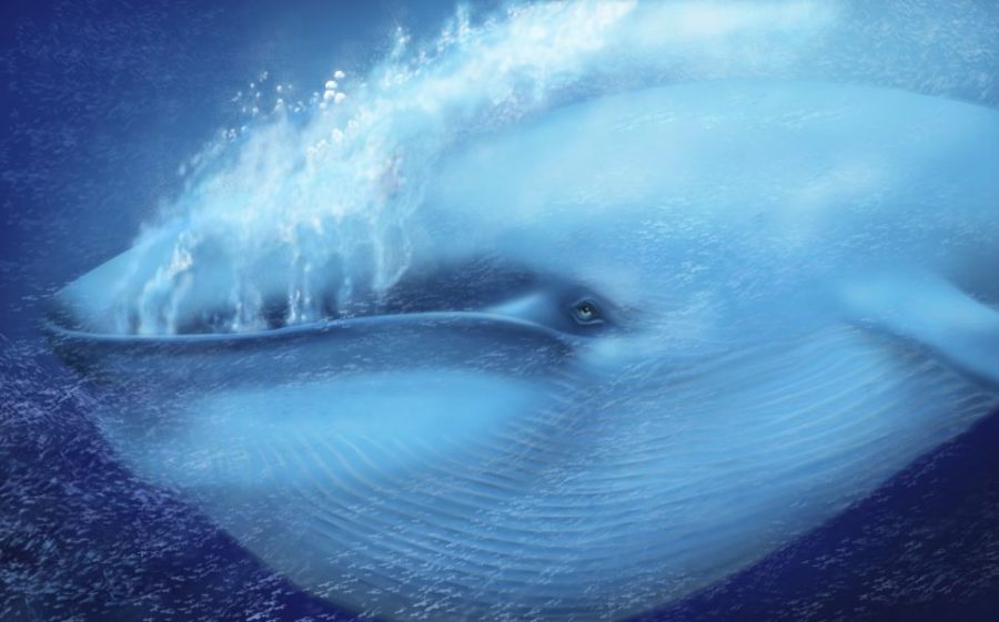 Baleia azul 2 scaled