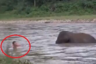 Bebê elefante corre para salvar homem ao vê lo levado pela corrente de água