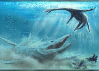 Os pliosauros eram predadores de ápice nos oceanos jurássicos.
(Imagem: © Ilustração de Piotr Szczepaniak, cortesia de Daniel Tyborowski)