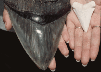 Dente de Megalodon comparado ao um dente de Tubarão Branco, imagem ilustrativa.
