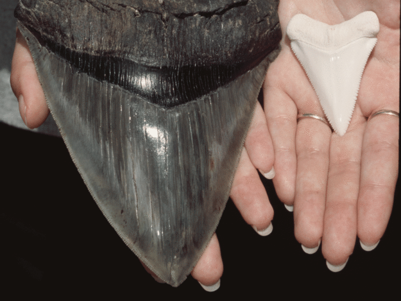 Dente de megalodon e tubarão-branco.