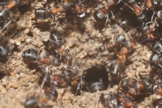 Formigas canibais capa