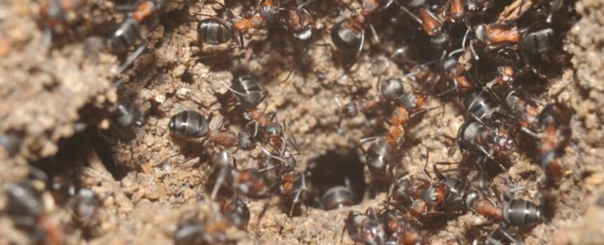 Formigas canibais capa
