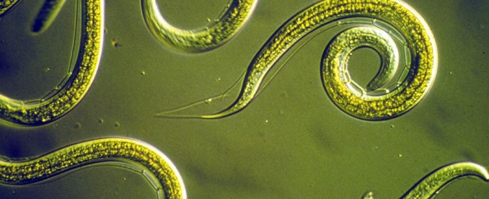 Máquina capaz de identificar as 15 espécies mais prevalentes de parasitas que infectam humanos no Brasil estará em breve disponível no mercado (foto: Wikimedia Commons)