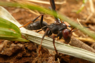 Pare de matar vespas e diminua o uso de pesticidas no campo e no jardim