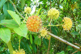 Planta amazônica 1