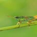 O grupo de insetos inclui 75% dos seres vivos que conhecemos (Martin Fellendorf, Universität Ulm)