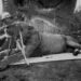 O primeiro leão, morto por John Henry Patterson, agora identificado como FMNH 23970. (Imagem: Field Museum)