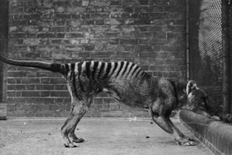espécies extintas da austrália tigre da tasmânia scaled
