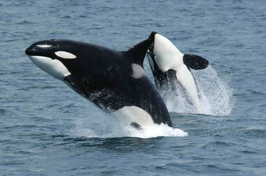 Por que orcas não atacam humanos?