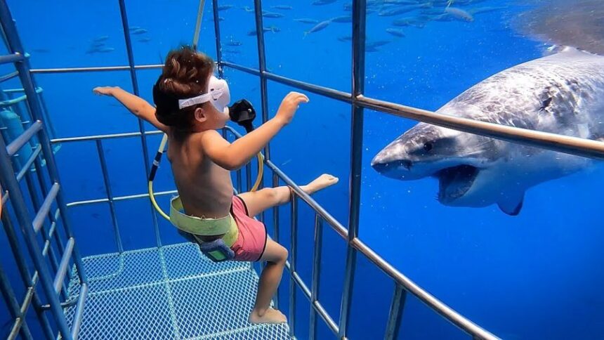 Criança com tubarões scaled
