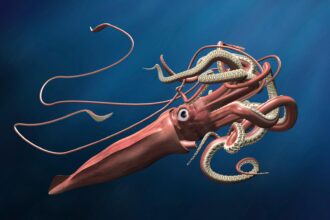 Giant Squid Illustration