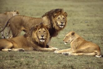 Grupo de 36 leões será realocado por se organizar e atacar humanos