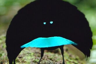 Um macho da nova espécie de ave do paraíso exibe suas plumas super negras para atrair as fêmeas próximas. (Imagem: Cornell Lab of Ornithology / YouTube)