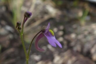 Descrita na revista PLOS ONE, a planta carnívora brasileira Genlisea hawkingii foi encontrada por pesquisadores da Unesp em região de Cerrado próxima à Serra da Canastra, em Minas Gerais; estudo alerta para possível risco de extinção (foto: divulgação)