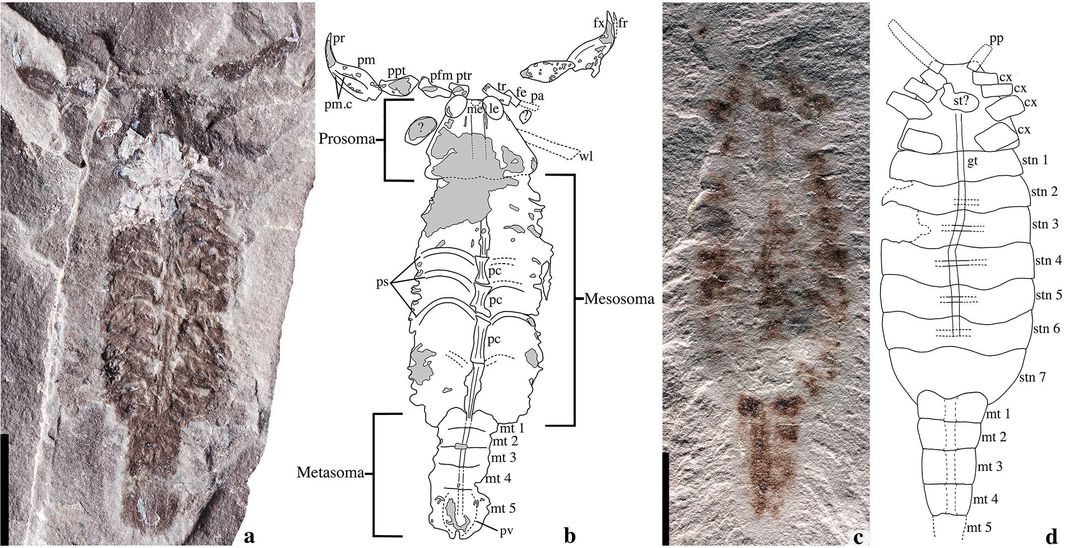 Dois espécimes fósseis de Parioscorpio venator, desenterrados em Wisconsin. Este escorpião foi uma das primeiras formas de vida mais antiga a andar na Terra. (Wendruff et al., Scientific Reports, 2020)