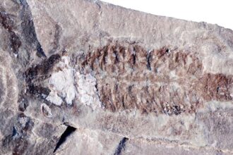 Um fóssil do Parioscorpio venator , um escorpião de 437 milhões de anos que se assemelha a espécies modernas, foi um das primeiras formas de vida a andar na Terra, (Wendruff et al., Scientific Reports, 2020)