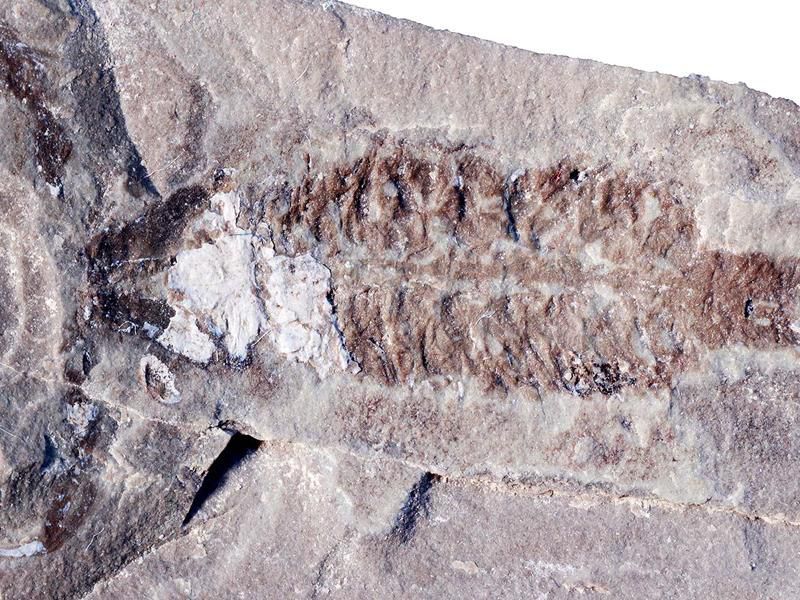 Um fóssil do Parioscorpio venator , um escorpião de 437 milhões de anos que se assemelha a espécies modernas, foi um das primeiras formas de vida a andar na Terra, (Wendruff et al., Scientific Reports, 2020)