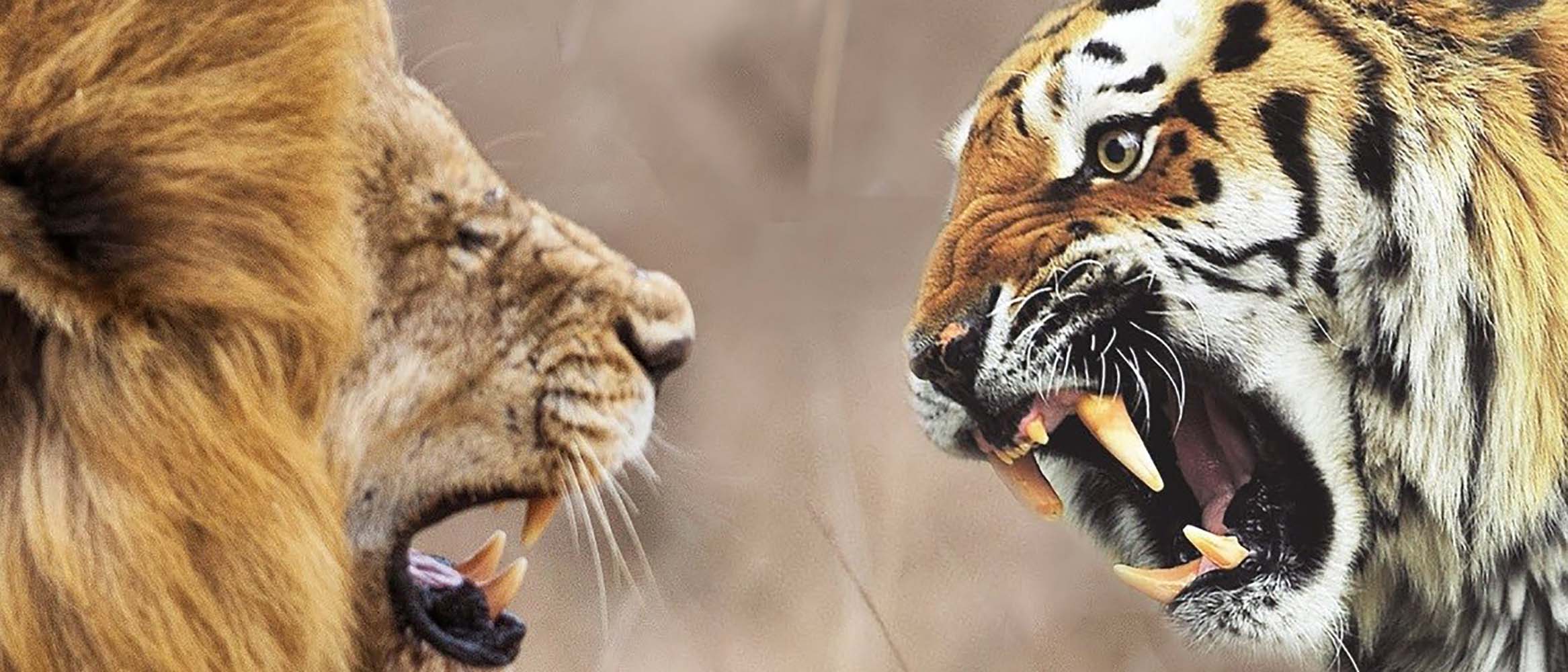 Qual animal é rival do leão?