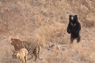 Nas imagens o urso confronta os dois tigres e depois os persegue. (Imagem: YouTube/Ranthaboe National Park)