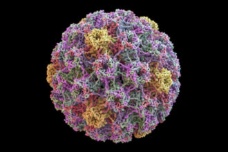 Vacinas quase eliminaram o HPV