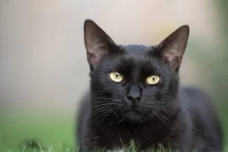 gatos na peste negra