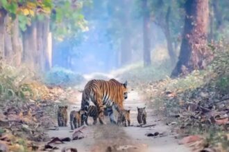 Tigre com filhotes flagrado na Índia