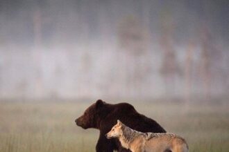 urso pardo e lobo comida