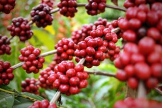 O café catuaí é um dos inúmeros produtos do novo banco de dados.