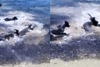 Quatro cães foram flagrado brincando com tubarões na praia