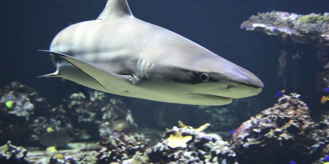 O tubarão é um dos principais caçadores das águas. (Foto: Pixabay)