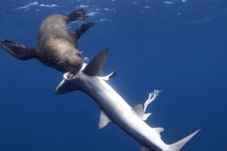 Focas foram flagradas caçando tubarões