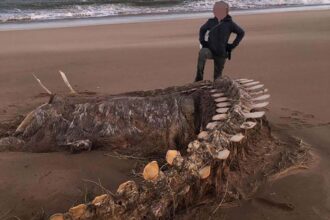 Mistério envolve esqueleto gigantesco encontrado na praia durante Tempestade Ciara, enquanto moradores dizem que é o Monstro do Lago Ness.