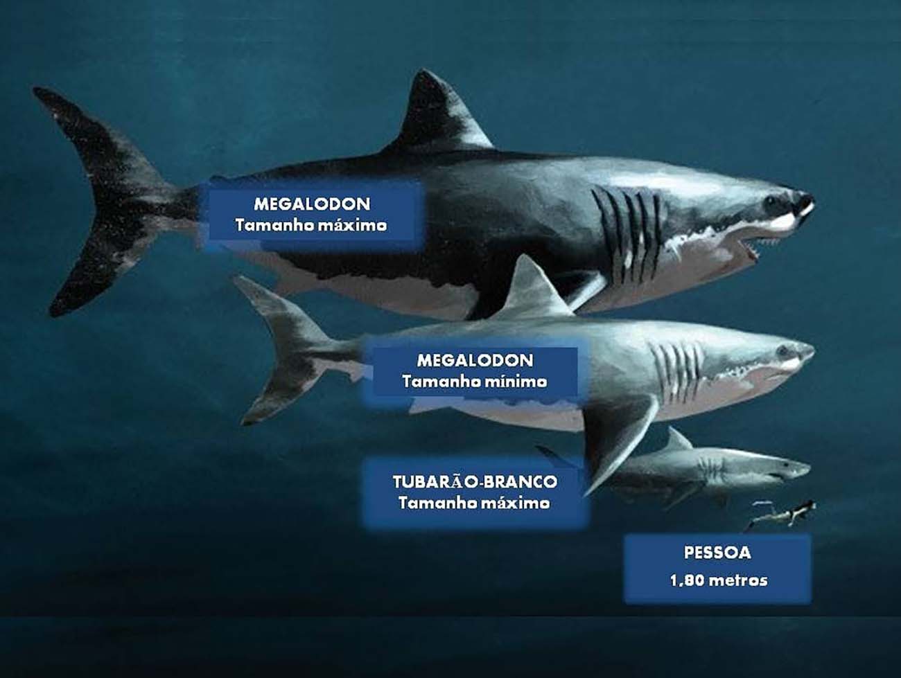 Ilustração trás um comparativo entre o megalodon, o tubarão-branco e um humano adulto.
