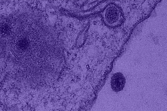 Imagem colorizada do Yaravirus penetrando na membrana de um hospedeiro. (Créditos: Boratto et al., 2020, bioRxiv)