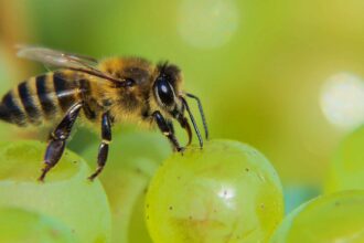 Abelhas que receberam um composto encontrado no vinho tinto comeram menos e viveram mais tempo.(Imagem: Christelle PRIEUR / Pixabay)