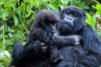 Um único raio matou quatro gorilas da montanha no Parque Nacional do Gorila Mgahinga de Uganda, no continente africano.
