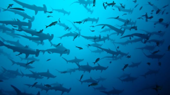 População de tubarões. Como seria a vida no mar se o tubarão desaparecesse?